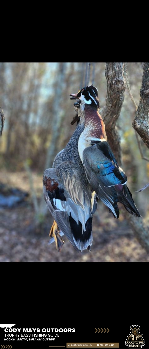 Review image from Wood Duck